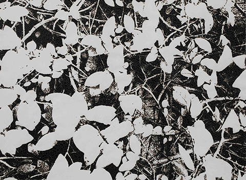 untitled (ivy)